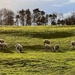 Sunday Sheepday by gaillambert