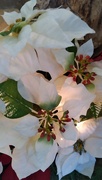 7th Jan 2023 - White Flower Decorations