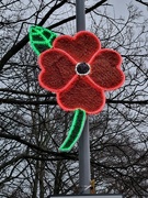 8th Jan 2023 - Steeton Poppy 