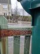 7th Jan 2023 - Cobweb 