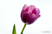8th Jan 2023 - Purple tulip 