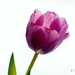 Purple tulip  by elisasaeter