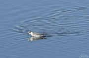 8th Jan 2023 - Red Phalarope Hunting for Insects 