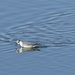 Red Phalarope Hunting for Insects  by jgpittenger