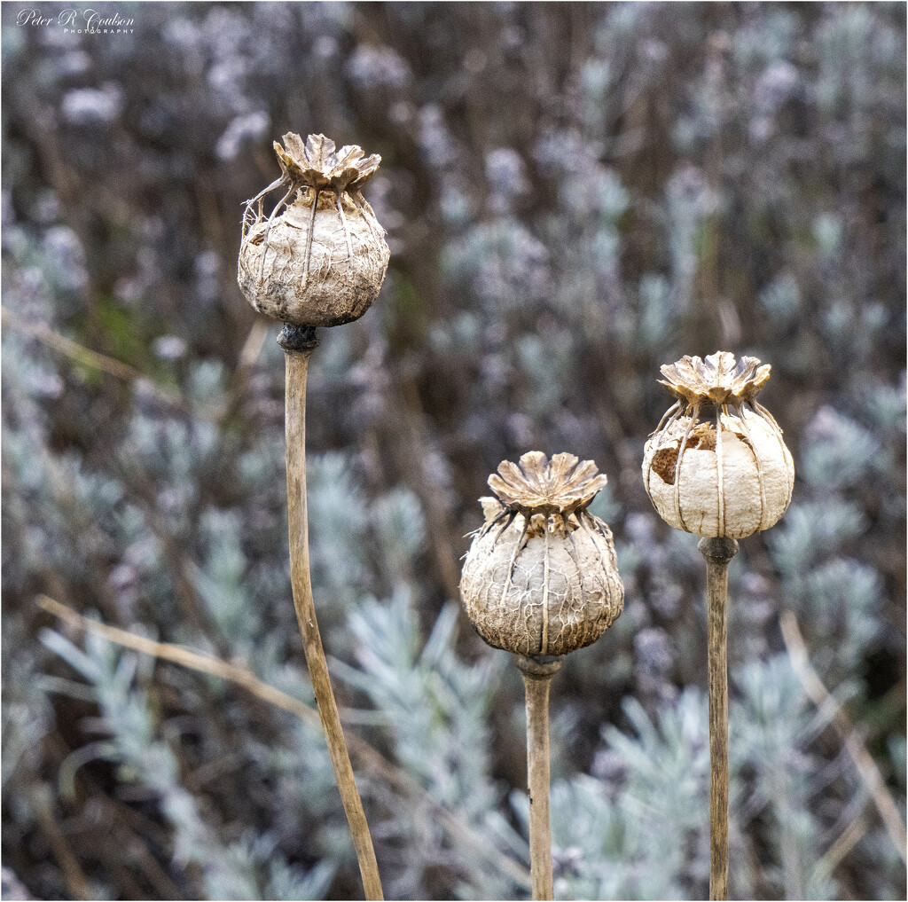 Poppy Seed Pods by pcoulson
