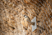 6th Jan 2023 - Uncaged sparrow