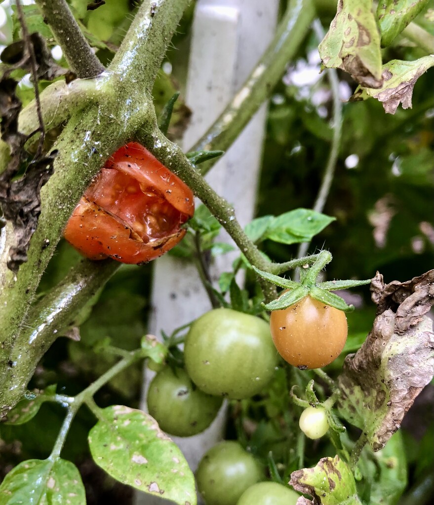 Tomatoes! by loweygrace