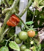 8th Jan 2023 - Tomatoes!