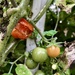 Tomatoes! by loweygrace