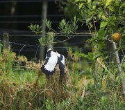 9th Jan 2023 - My hubby said there was a magpie in our garden but by time I got camera and outside he was leaving 