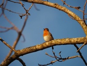 8th Jan 2023 - Cute Little Robin Singing