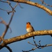 Cute Little Robin Singing by bizziebeeme