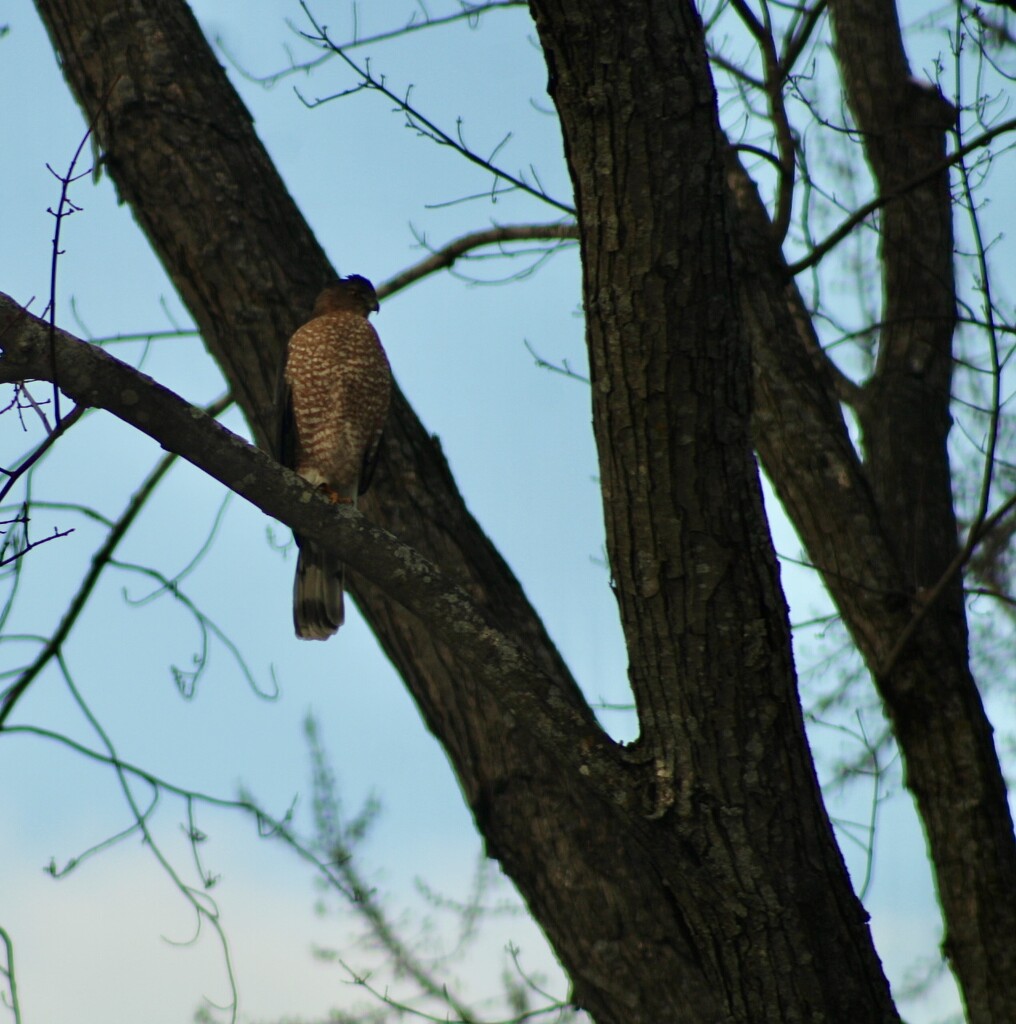 Hawk in the neighborhood  by mltrotter