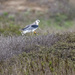 White-tailed Kite by nicoleweg