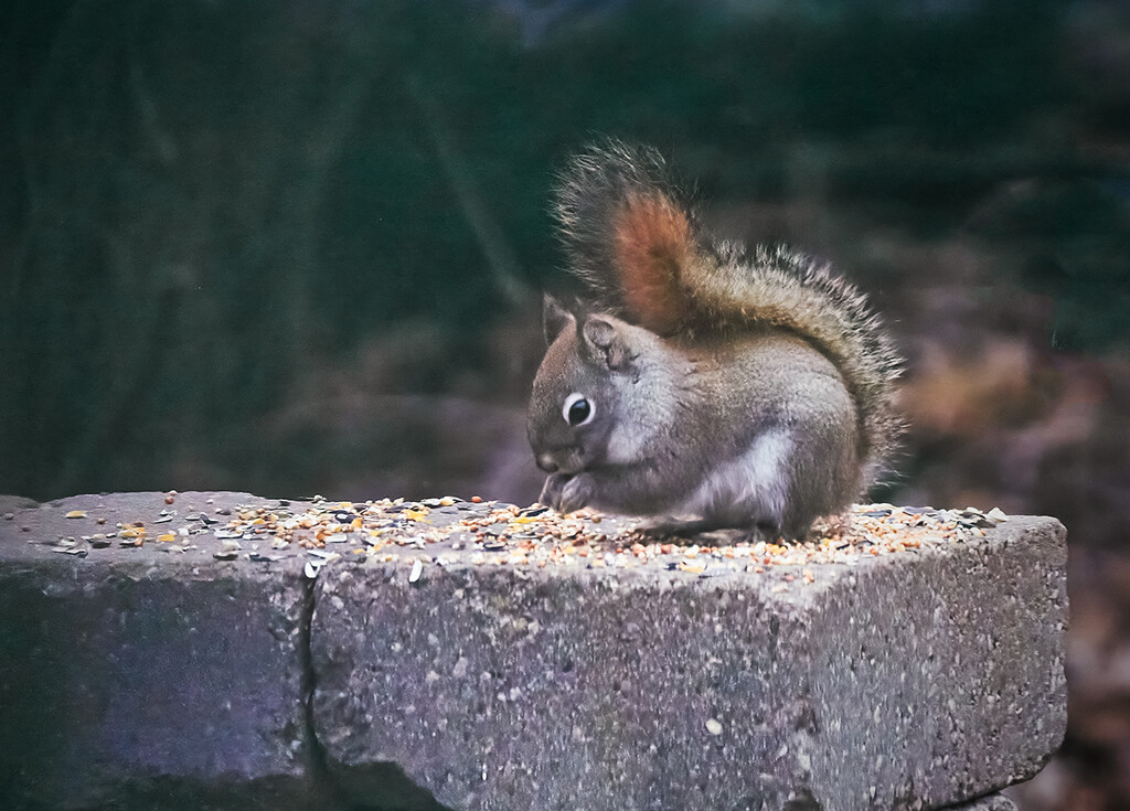 Little Squirrel by gardencat