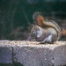 Little Squirrel by gardencat