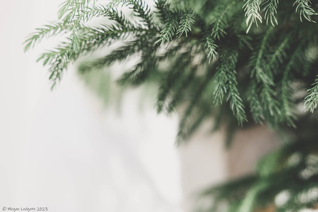 Norfolk Pine by kuva