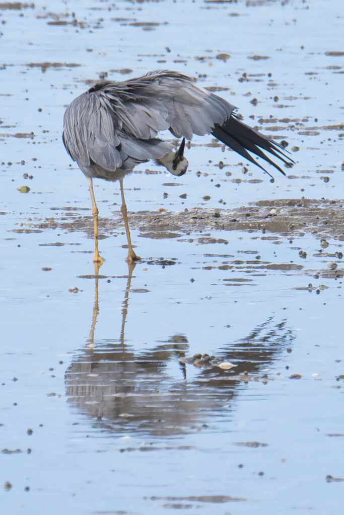 Grey Heron by dkbarnett