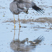 Grey Heron by dkbarnett