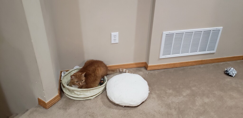 SHE'S USING THE CAT BED!! by labpotter