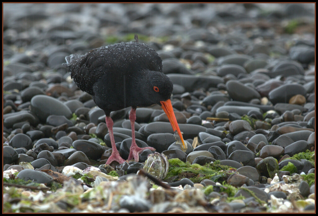 Oystercatcher by dide