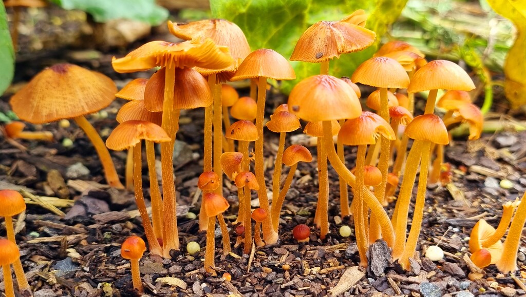 Fungus family by rustymonkey
