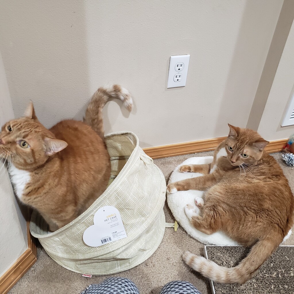 Using the cat bed(s) by labpotter