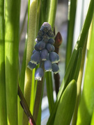 8th Jan 2023 - Grape Hyacinth
