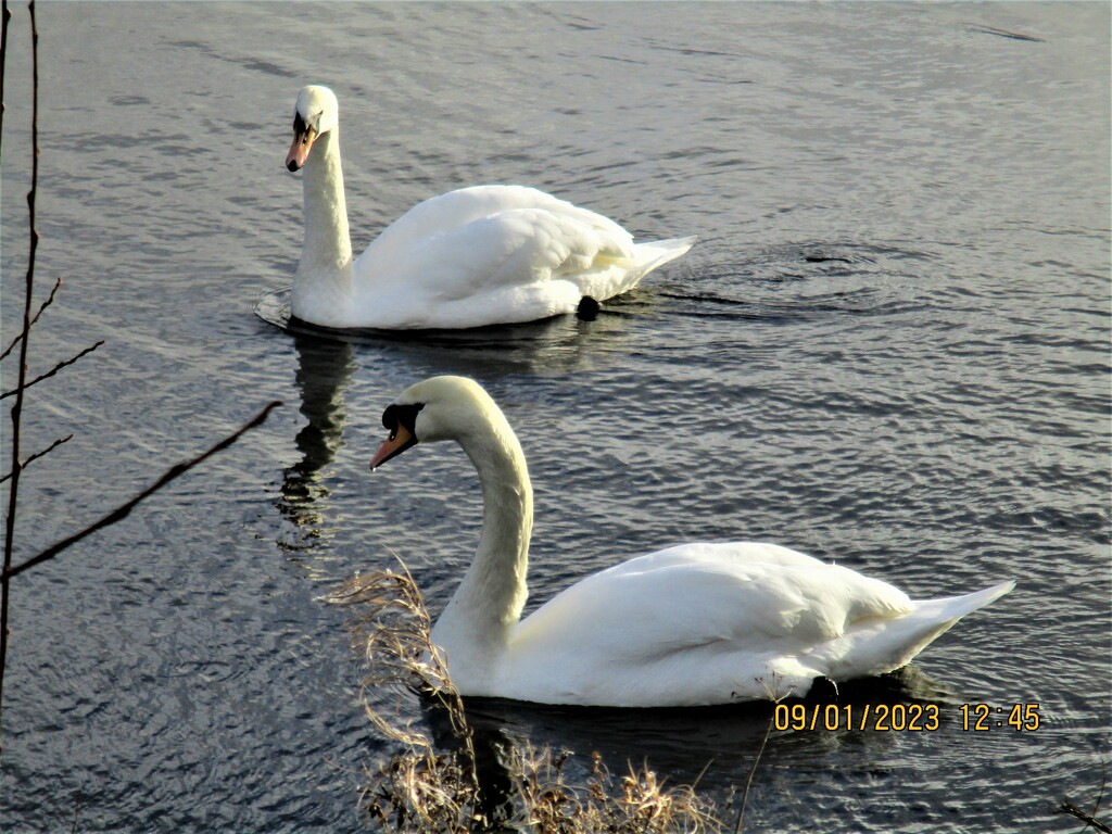 Two Swans on the Leeds Liverpool Canal. by grace55