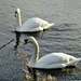 Two Swans on the Leeds Liverpool Canal. by grace55