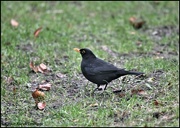9th Jan 2023 - Mr Blackbird