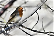 9th Jan 2023 - Another robin