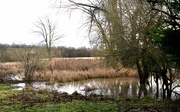 9th Jan 2023 - Natural Pond
