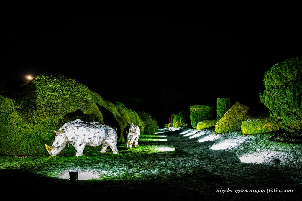 Rare white Rhinos by nigelrogers