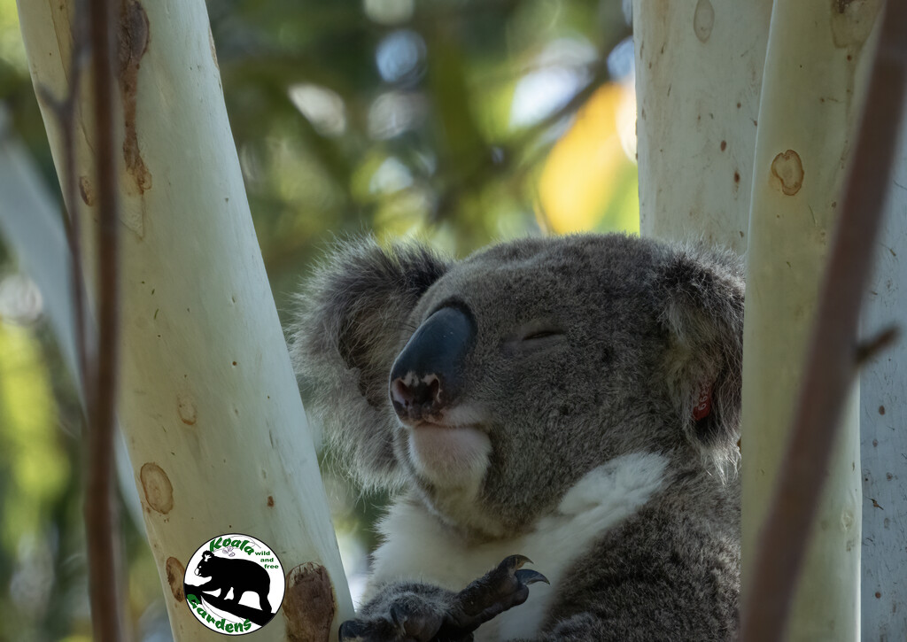 a beautiful day by koalagardens