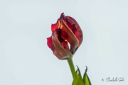 9th Jan 2023 - Withered tulip