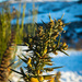 Gorse and snow by catangus
