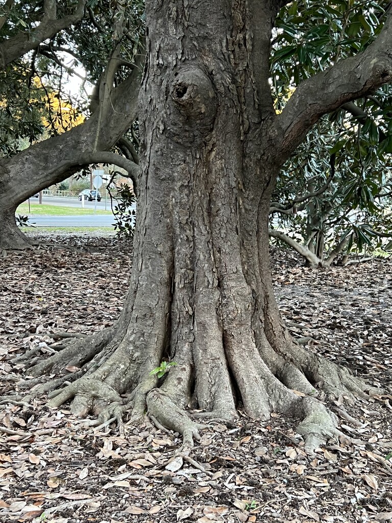 Trunk of an ancient Southern magnolia by congaree
