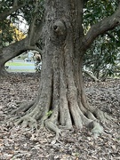 9th Jan 2023 - Trunk of an ancient Southern magnolia