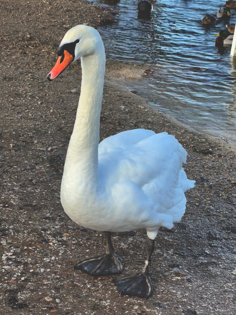 Friendly swan by tinley23