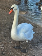 1st Jan 2023 - Friendly swan