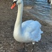 Friendly swan by tinley23