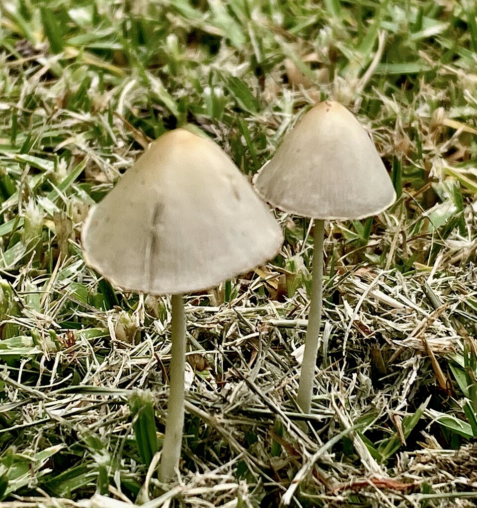These little fungi popped up the morning after lawns mowed  by Dawn