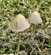 10th Jan 2023 - These little fungi popped up the morning after lawns mowed 