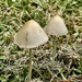 These little fungi popped up the morning after lawns mowed  by Dawn