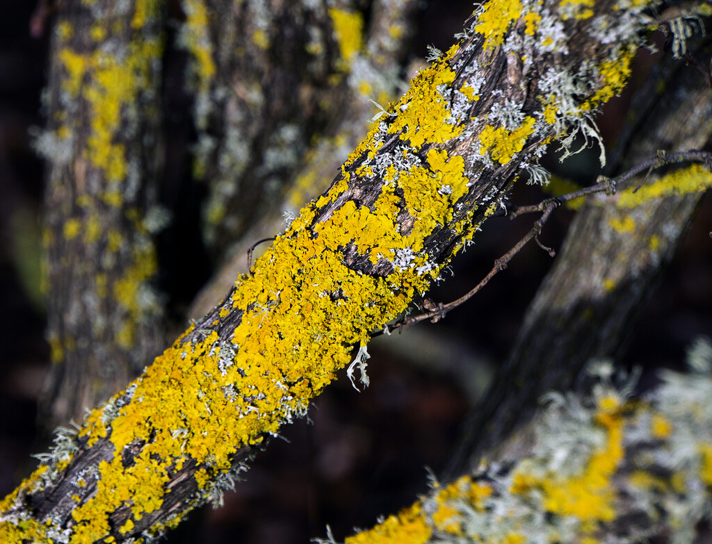 Yellow Lichen by thedarkroom