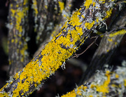 7th Jan 2023 - Yellow Lichen