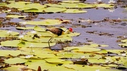 10th Jan 2023 - The comb-crested Jacana ~ 