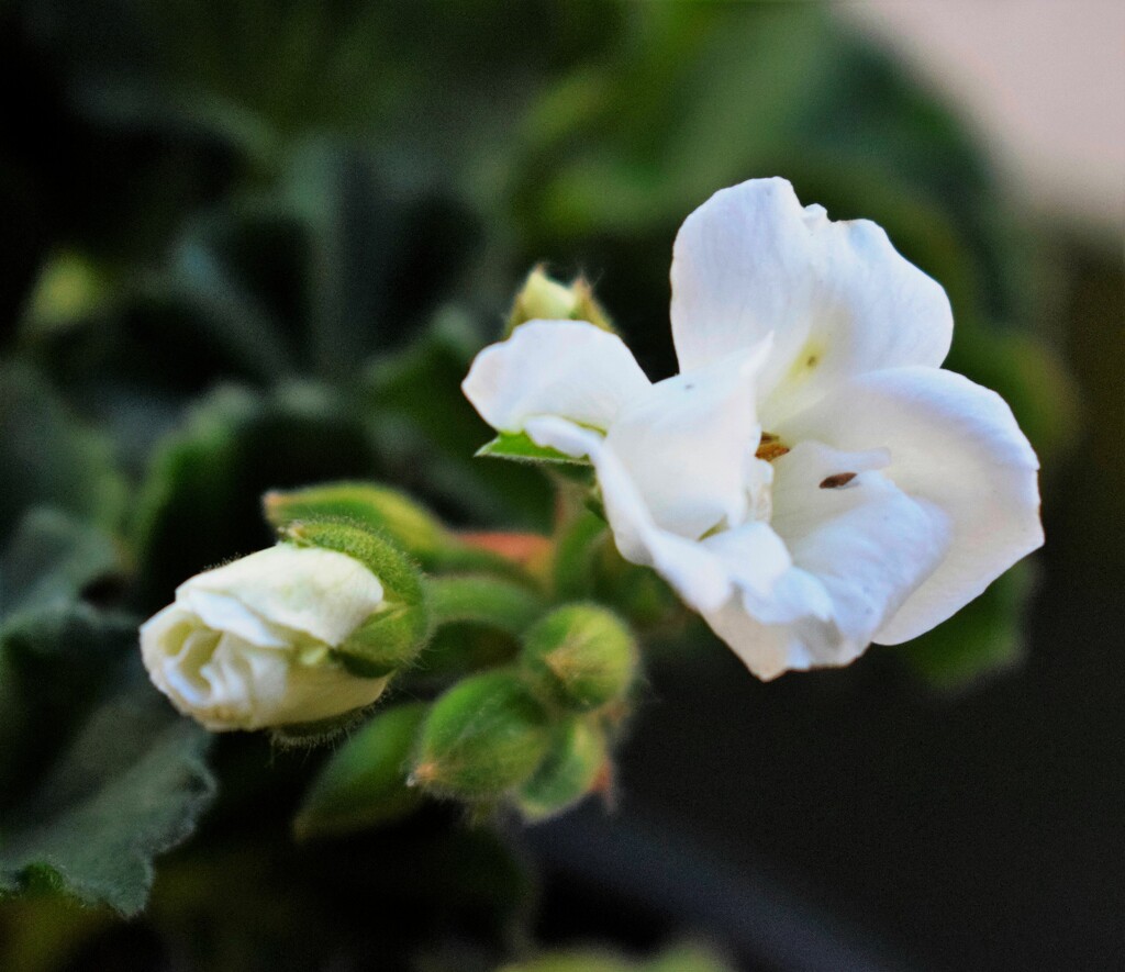 White Geranium by sandlily