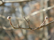 9th Jan 2023 - Dogwood Tree Branch in January 